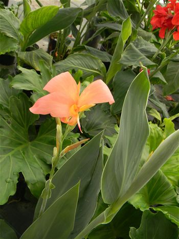 Canna 'Erebus'